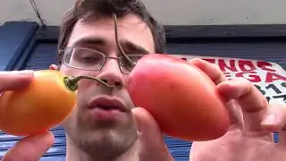 Red and Yellow Tamarillo Comparison - Weird Fruit Explorer Ep 221