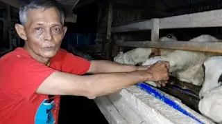CARA SUKSES PEMULA BETERNAK DOGAR DALAM POLA PEMBERIAN PAKAN DI KARANGKANCANA KUNINGAN