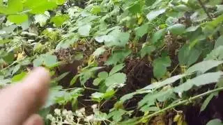 Jungle 