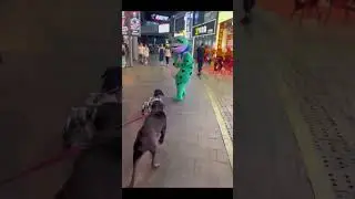 Surprising Reactions: Dogs Meeting Robot Dogs on the Streets! 🐕🤖