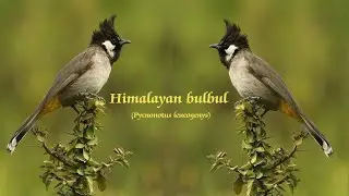 Himalayan bulbul Distribution / Habitat / Behaviour / ecology / White cheeked bulbul