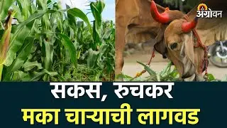 Maize Fodder Cultivation : अशी करा चाऱ्यासाठी मका लागवड ? | Agrowon | ॲग्रोवन