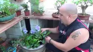 Jacintos de agua - Eichhornia crassipes