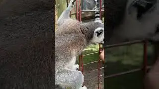 It&rsquo;s Ring-Tailed Lemur 🥭￼ Feeding Time with @GetSwampedofficial & @mattthehaggler