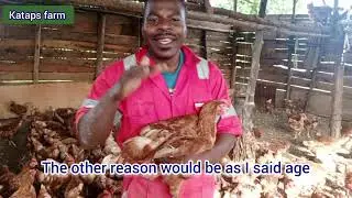 Why do chickens lose Feathers| molting in chicken/#shading