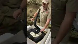 Snakes can get crazy 😱 lots of close calls 😬 some even got me 😂