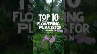🌿 Indian Garden Plants for Monsoon | Top 10 Flowers That Bloom in Rainy Season #indiantradition
