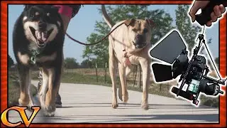 Rigged up a makeshift gimbal and walked the dogs! 🎥 #CrahenVLOG