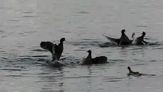Coots fight each other!