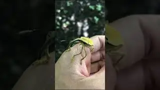 Large weevil (Rhinastus sternicornis) 🇧🇷 Brazil