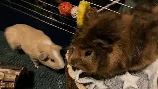 Getting closer #piglife #guineapig #pigfeed #cute #piggy #bonding