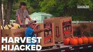 Brazen theft leaves Ohio pumpkin farmer reeling as 300 pumpkins stolen