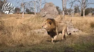 Lion take down buffalo, herd rushes to the rescue