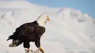 Eagle project | School video