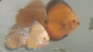 Discus Juveniles Growing faster