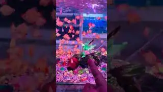 #relaxingaquarium #4ktvtest #4koceanvideo #4kanimals #4kaquariumvideoultrahd #sea #animal