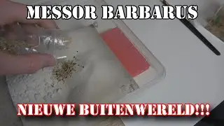Een BUITENWERELD maken voor mijn MESSOR BARBARUS kolonie! | #31
