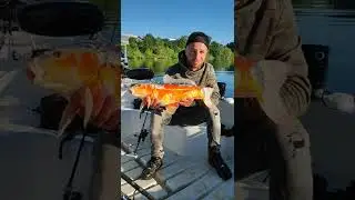 carpe ko&iuml; de seine