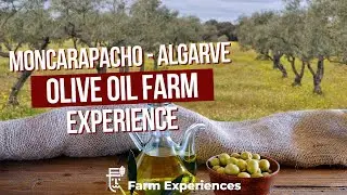 Olive Oil Experience in Algarve - Portugal