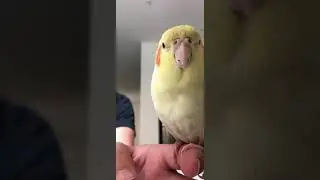 Bird clicking 🐤 #shorts #animals