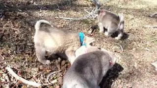Blue eyed pomsky puppys playing