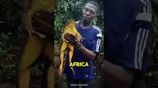These animals are massive...#animals