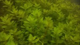 Cryptocoryne crispatula var  tonkinensis Rotala rotundifolia and Eriocaulon【DIscoveryPlanet】