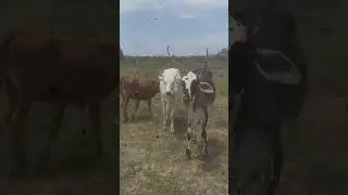 #short# cow and calf rearing