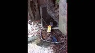 Feeding mice