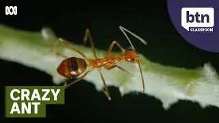 Yellow Crazy Ants - Behind the News
