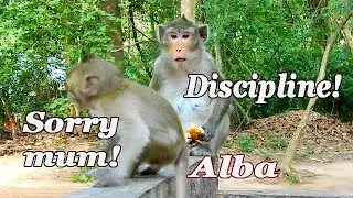 Mum Anna wants to discipline Alba! Tiny monkey must obey!
