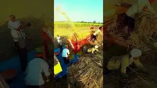 Paddy Harvesting | Day 05 Vlog | Farming Vlog | Shorts