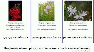 Покритосеменни, разред астроцветни, семейство камбанкови камбанка angiosperms лобелия азорина Busy