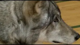 Wolf Education