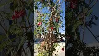 Amazing Hummingbird Tree ||Katuray Flowers #shorts #shortsvideo