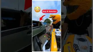 🤣Bunny helmet ⛑️&hellip;.#dogreaction #funny #shorts #mrcrazy