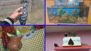 आज फिर Kabutar or Red Hed wala Fish Mar geya | Pets Vlogs | Love Birds | Daily Routine 