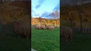 Autumnal Elegance: Sheep's Gaze on Transylvanian Hills 🍂🐑 #nature #sheep #autumn #transylvania