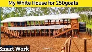How I built a standard White House for my 250 Mother Goats | 2026
