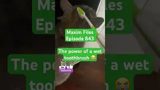 The power of a wet toothbrush 😭 #cat #matercat #cuteanimal #cats #meowing #meow #meows #cute