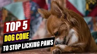 The Best Dog Cone Alternative: Protect Paws, Prevent Licking