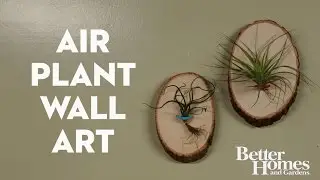 Air Plant Wall Art