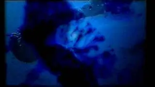Electronic Planet Ensemble _ Animal Experiment 1
