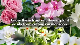 Grow these fragrant flower plant easily from cuttings in monsoon