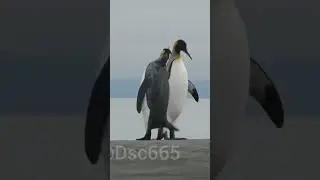 Adorable Family of Dancing Penguins | Cute Penguin Dance Compilation