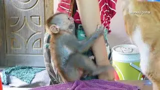 Monkey Baby Donal Scream Loudly Pull Mom When Stand Up Take Cake