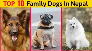 Top 10 Family Dogs In Nepal | Best Dog Breeds For Your Family