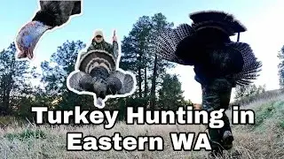 Bad Calling, Good Luck? Successful First Hunt (Eastern Washington Rio Grande Turkey)