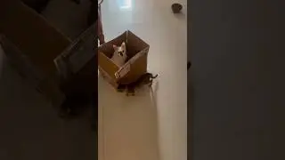 Mooki&rsquo;s box time! #mookiandmo #kittenentertainment #cutekittenvideos