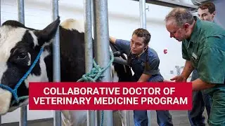 Collaborative Doctor of Veterinary Medicine Program with Lakehead University | University of Guelph